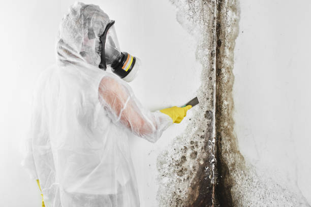 Certified Mold Removal in Keyport, NJ
