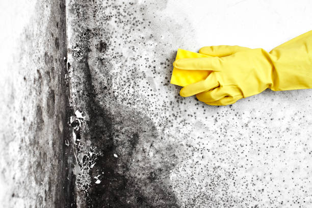 Best Home Mold Removal  in Keyport, NJ