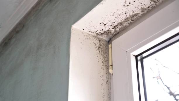 Best Attic Mold Removal  in Keyport, NJ
